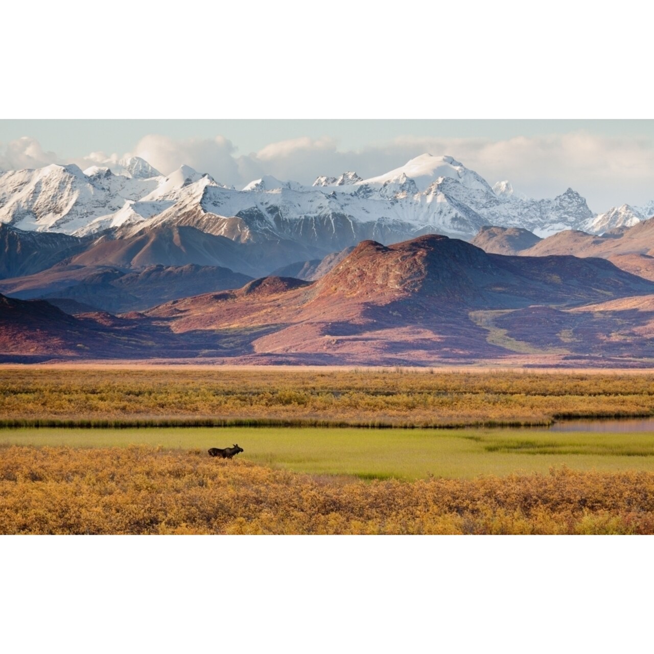 Scenic View Of The Alaska Range Along The Maclaren River Valley With A Moose In The Foreground Southcentral Alaska Aut 1